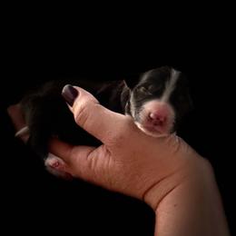Ferris - Black and white male Border Collie puppy in New Mexico from Twisted Biscuit Border Collies