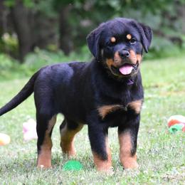Indira - Black and mahogany female Rottweiler puppy in Catawissa, Pennsylvania from Sharp Ridge Rottweilers