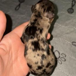 Lainey - Dapple female Dachshund puppy in Goldthwaite, Texas from Mini Mama Dachshunds
