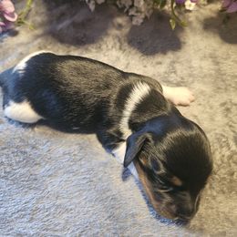 Hope - Piebald female Dachshund puppy in Poplar Bluff, Missouri from DT Dachshunds