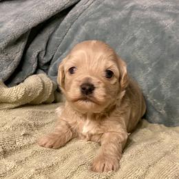 Girl 2 - Apricot female Assorted Doodle Crosses puppy in Tropic, Utah from Lady Paws-Kara