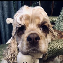 Penny - Cocker Spaniel