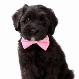 Whoopie Pie - Black and chalk female Australian Labradoodle puppy in Londonderry, New Hampshire from Granite State Labradoodles