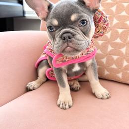French Bulldog Puppies from Fav Frenchie Boutique