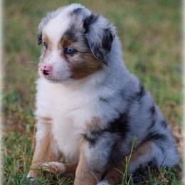 Australian Shepherds, Miniature Australian Shepherds, and Toy Australian Shepherds from KNJ Aussies