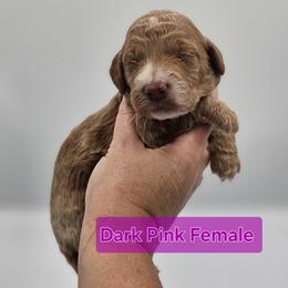 Dark Pink Female (formerly Purple) - Apricot female Goldendoodle puppy in Mocksville, North Carolina from Hunting Creek Farm & Kennel