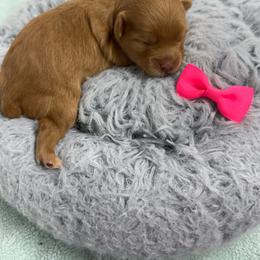 Rosie - Apricot female Aussiedoodle puppy in Science Hill, Kentucky from Southern Paws Kennels
