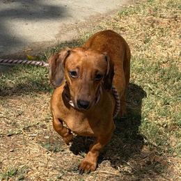 Rosie - Dachshund