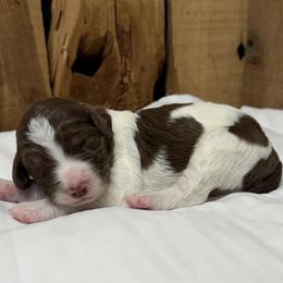 Rachel - Brown and white female Aussiedoodle puppy in Lavonia, Georgia from H & A Kennels