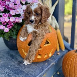 Harvest - Red male Cavapoo puppy in Bozrah, Connecticut from Cedar Creek Farm