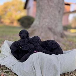Poodle Puppies from Lingo Standard Poodles