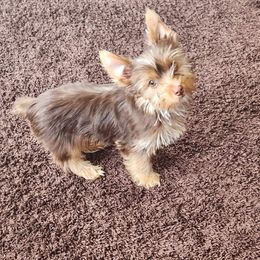 Yorkshire Terrier Puppies from TLC Kennels TenderLittleCuties