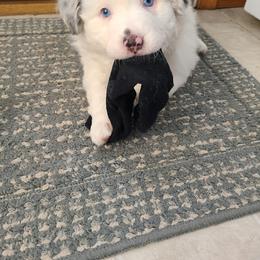 Australian Shepherd Puppies from Skyview Aussies