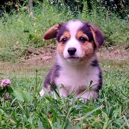 Phyllis Wheatly - Black and white female American Corgi puppy in Gouverneur, New York from St. Lawrence Corgis