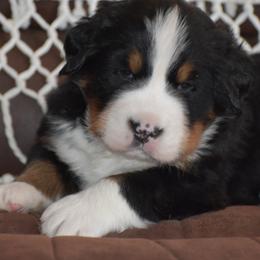 Galaxy - Black and rust male Bernese Mountain Dog puppy in Danville, Pennsylvania from Brookwood Bernese Mountain Dogs