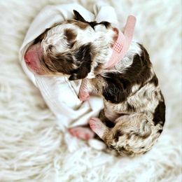 Bernedoodle Puppies from Daisy's Doodles