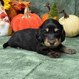 Clyde - Black and cream male Dachshund puppy in Lincoln, Arkansas from Red Dirt Dachshunds