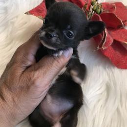 Chihuahua Puppies from Chilove Chihuahuas
