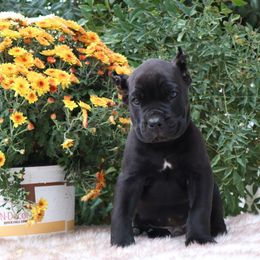 Gray collar - Black male Cane Corso puppy in Caliente, California from Rafter Cross 7