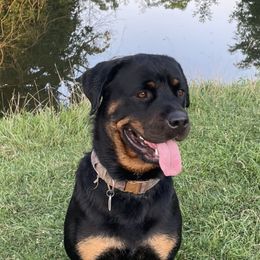 Indie - Rottweiler