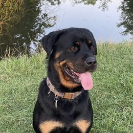 Indie - Rottweiler