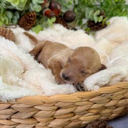 Joy - Red  female Goldendoodle puppy in Haltom City, Texas from Ohana Doodles