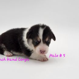 Pepper - Black and tan male Pembroke Welsh Corgi puppy in Powhatan, Virginia from Ranch Hand Corgis