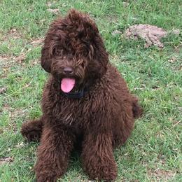 Bella - Australian Labradoodle