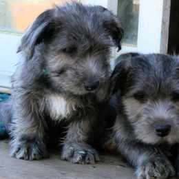 Glen of Imaal Terrier Puppies from Liberty's Glen of Imaal Terriers