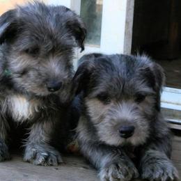 Glen of Imaal Terrier Puppies from Liberty's Glen of Imaal Terriers