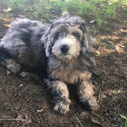 Goldendoodles from Doodle Vibes of Delaware