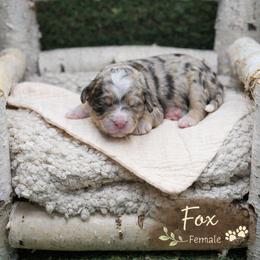 Fox - Chocolate merle female Bernedoodle puppy in Williamson, New York from Lakeside Doodles