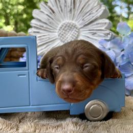 Bubbles AKC - Chocolate and tan female Dachshund puppy in Hendersonville, North Carolina from Snarky Doxy Miniature Dachshunds