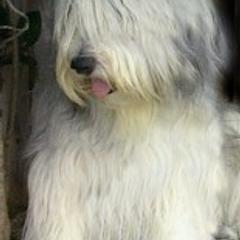 Polish Lowland Sheepdogs from DarBozy PONs