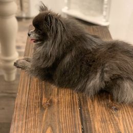 Pomeranian All Grown Up from P31 Poms