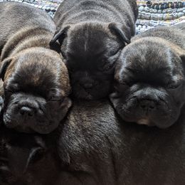 Boston Terriers and Companion Crosses from McCluskey Pups