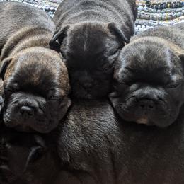 Boston Terriers and Companion Crosses from McCluskey Pups