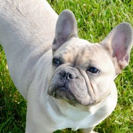 French Bulldogs from Holcomb's French Bulldogs