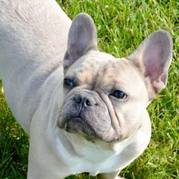 French Bulldogs from Holcomb's French Bulldogs