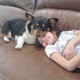 Bear - Pembroke Welsh Corgi