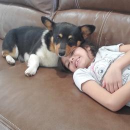 Bear - Pembroke Welsh Corgi