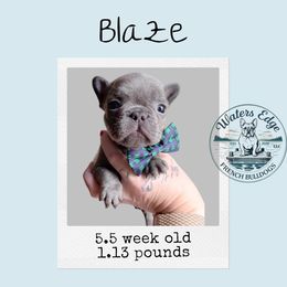 Blaze - Blue male French Bulldog puppy in Strunk, Kentucky from Waters Edge French Bulldogs LLC