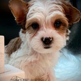 Boy 1 black Thunder - Parti male Yorkshire Terrier puppy in Machesney Park, Illinois from Three Yorkie Family