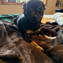 Marla - Chihuahua