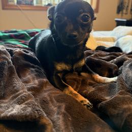 Marla - Chihuahua