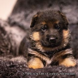 Green collar - German Shepherd puppy from Magnum Opus German Shepherds