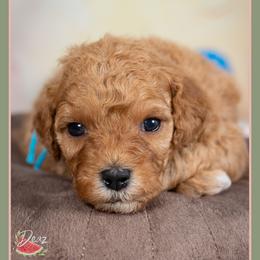 Ash - Red male Cockapoo puppy in Connersville, Indiana from Deaz Doodle Ranch