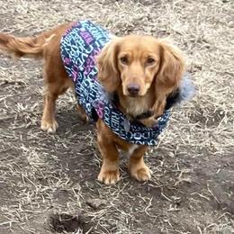 CC - Dachshund