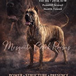 Bocca - Perro de Presa Canario