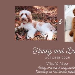 Goldendoodle puppies from Cedarcrest Goldendoodles